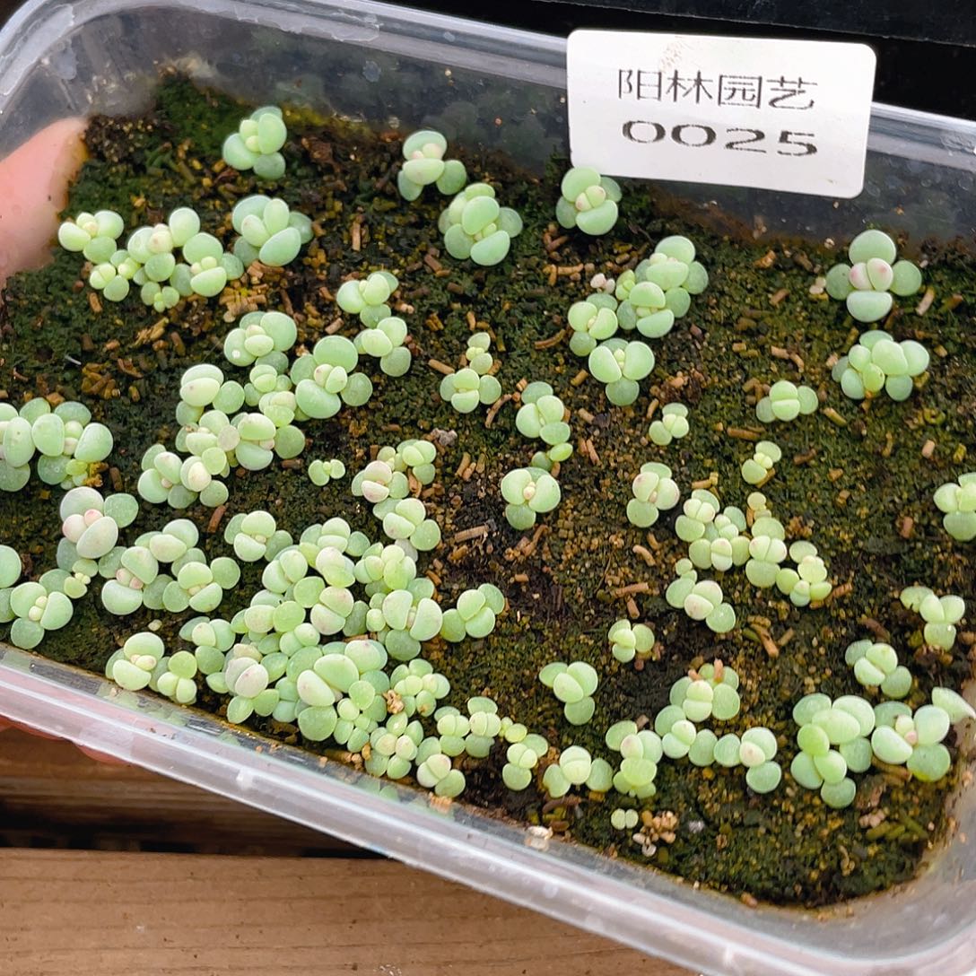 多肉植物多肉植物25