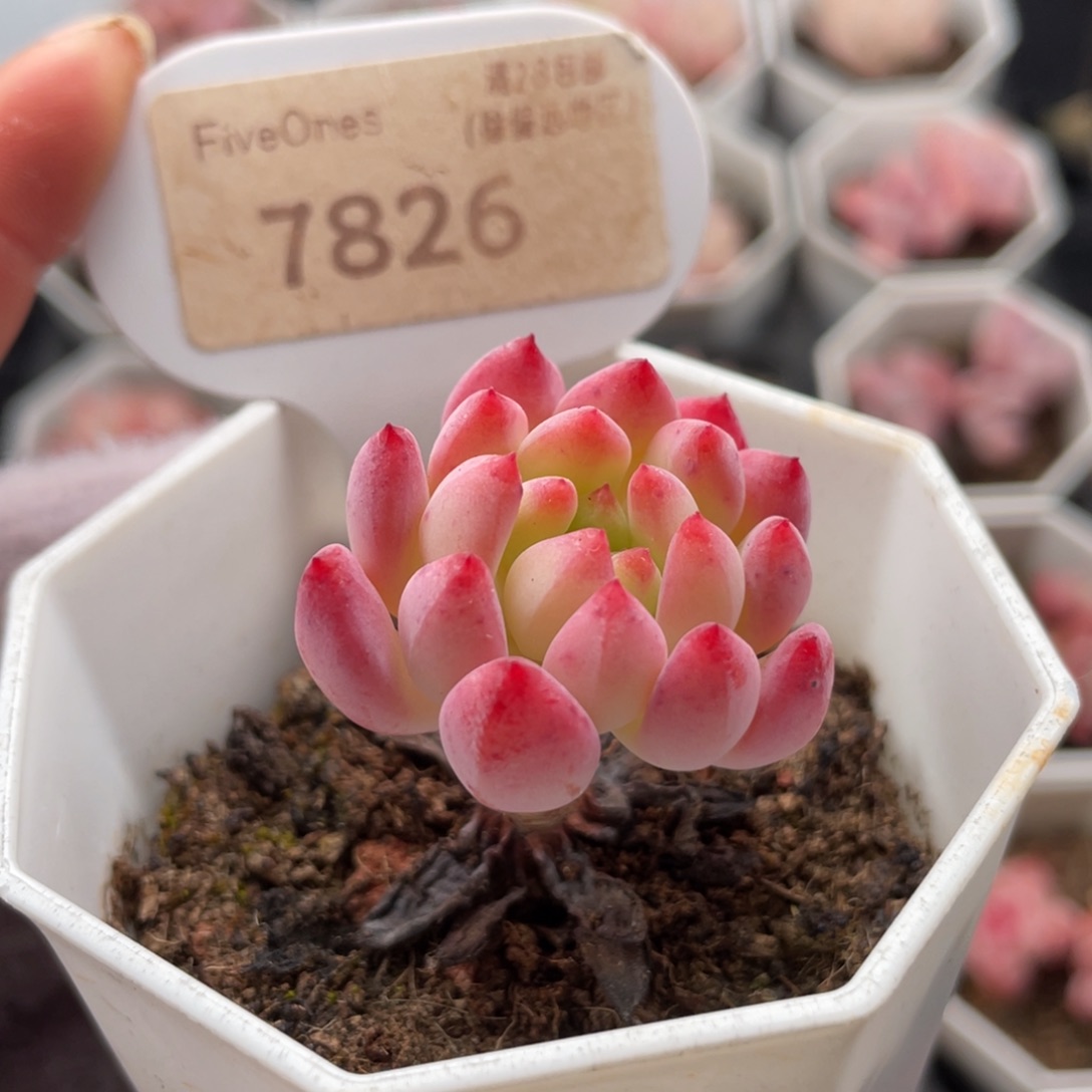 蓝苹果7826-3.5厘米