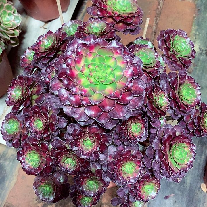 晚霞圆叶，多肉植物