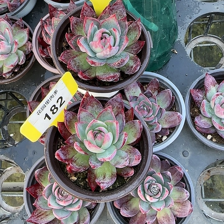 知***福182、154 惊鸿仙子多肉植物6-9cm