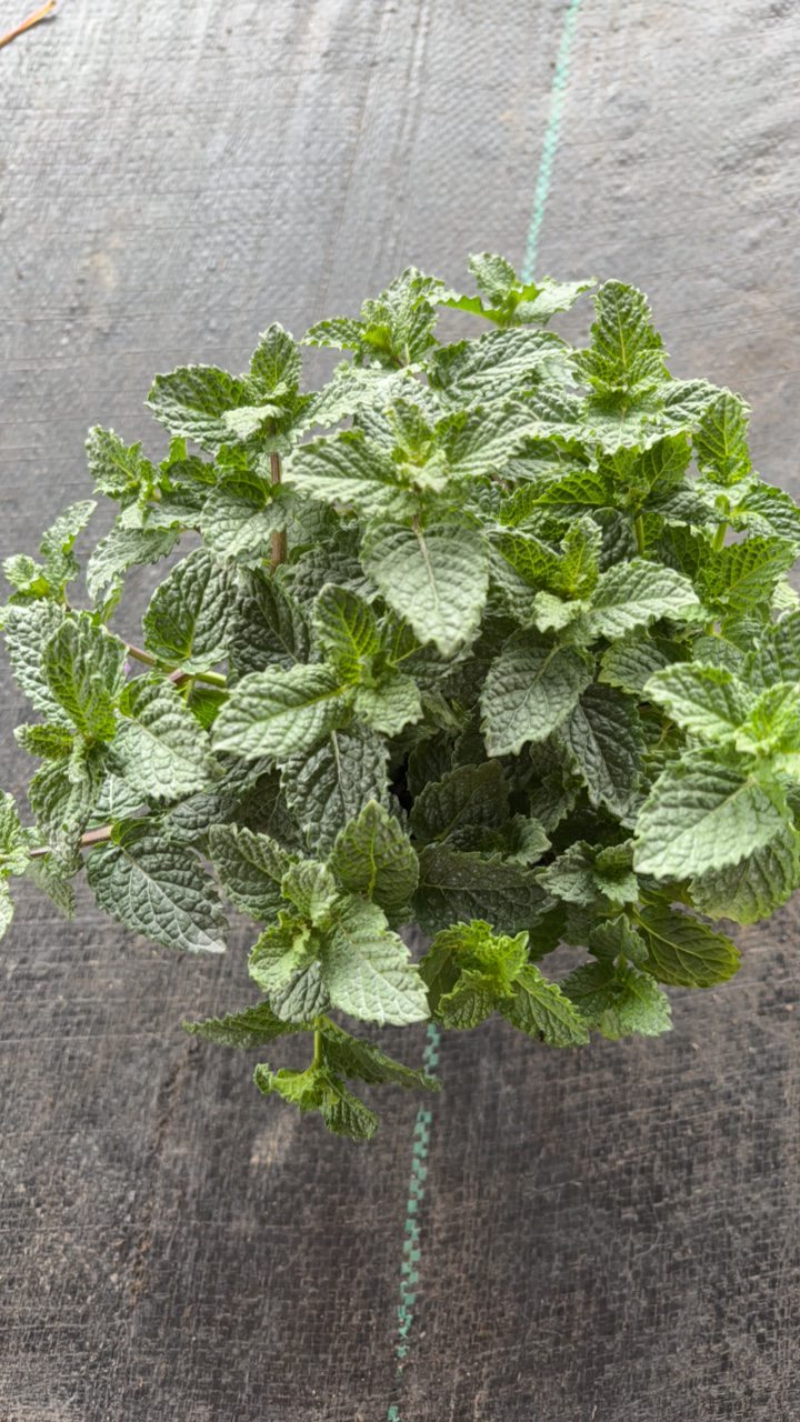 120小薄荷盆栽大叶可食用满屋清香水培植物新鲜叶香草绿植室内优