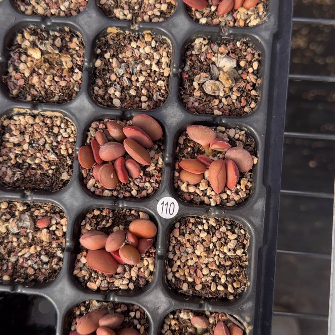 红蛋水泡多肉福利6棵110