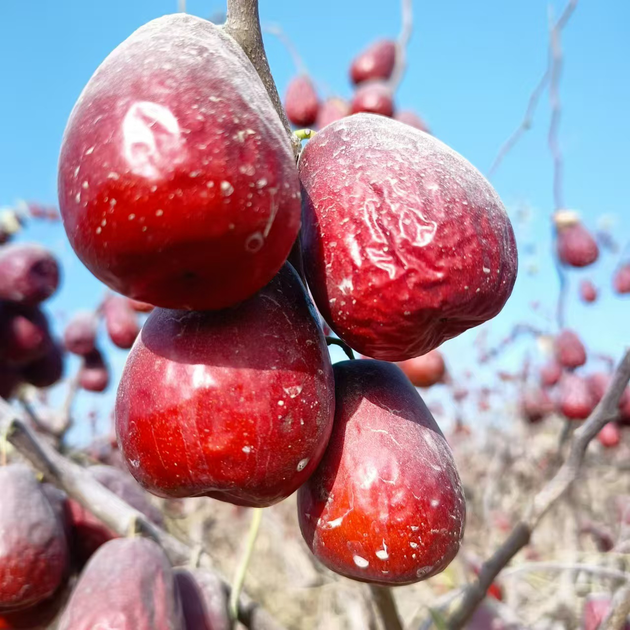 新疆和田大枣三级2斤/5斤/10斤产地包邮不清洗果肉厚煲汤煮粥