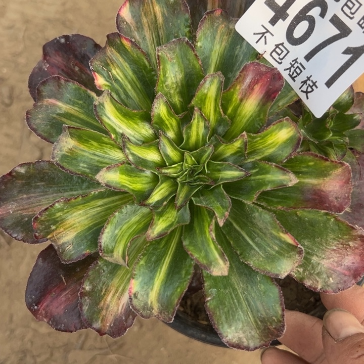 魅影多肉植物法师4671