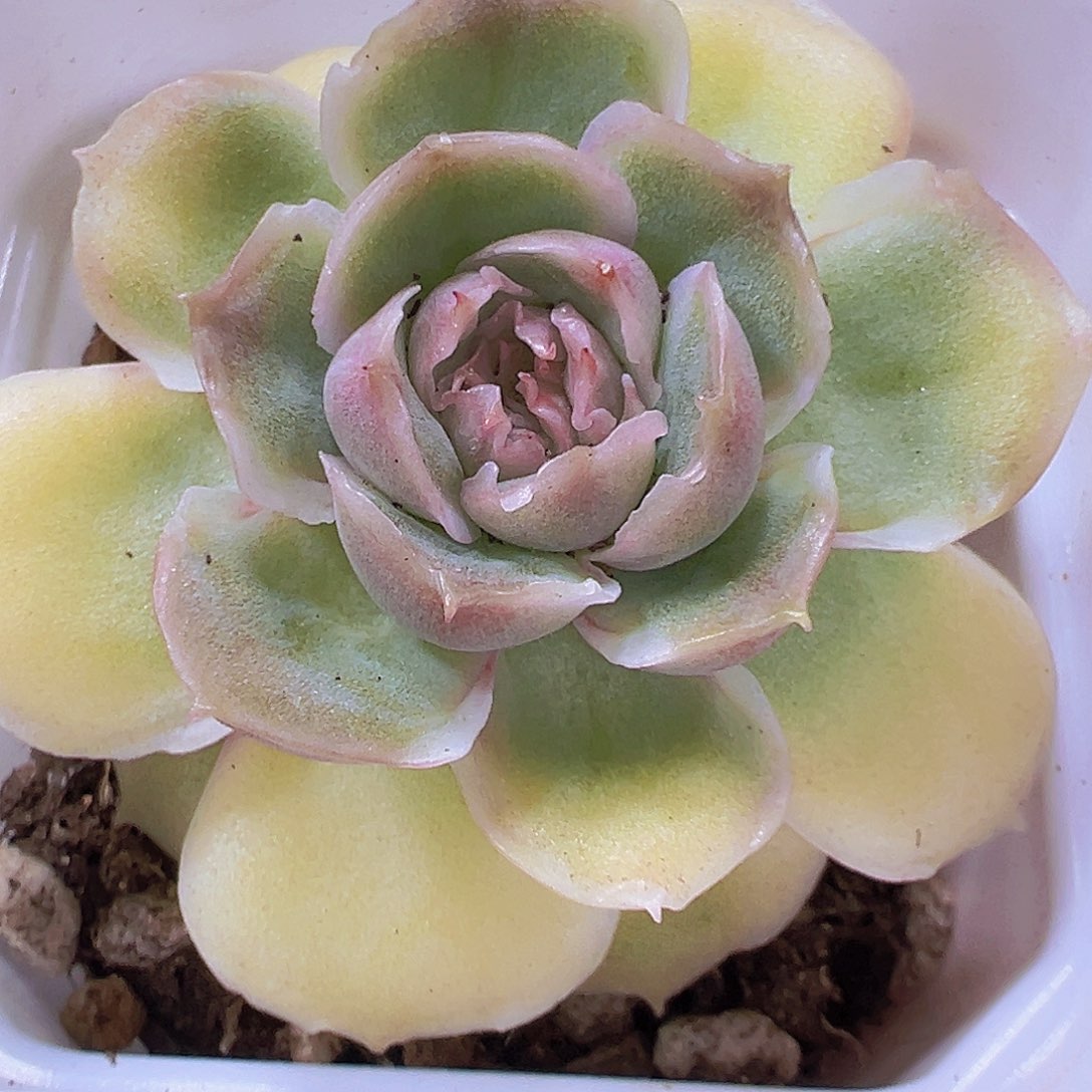 虾饺19包邮多肉植物