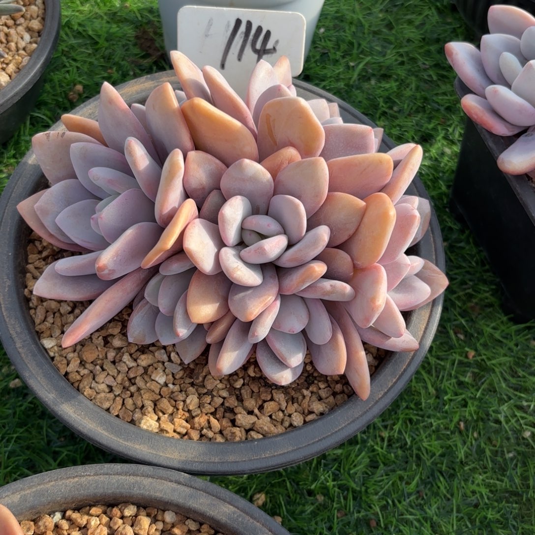 莉***114fgjjjkkkkjkkjk多肉