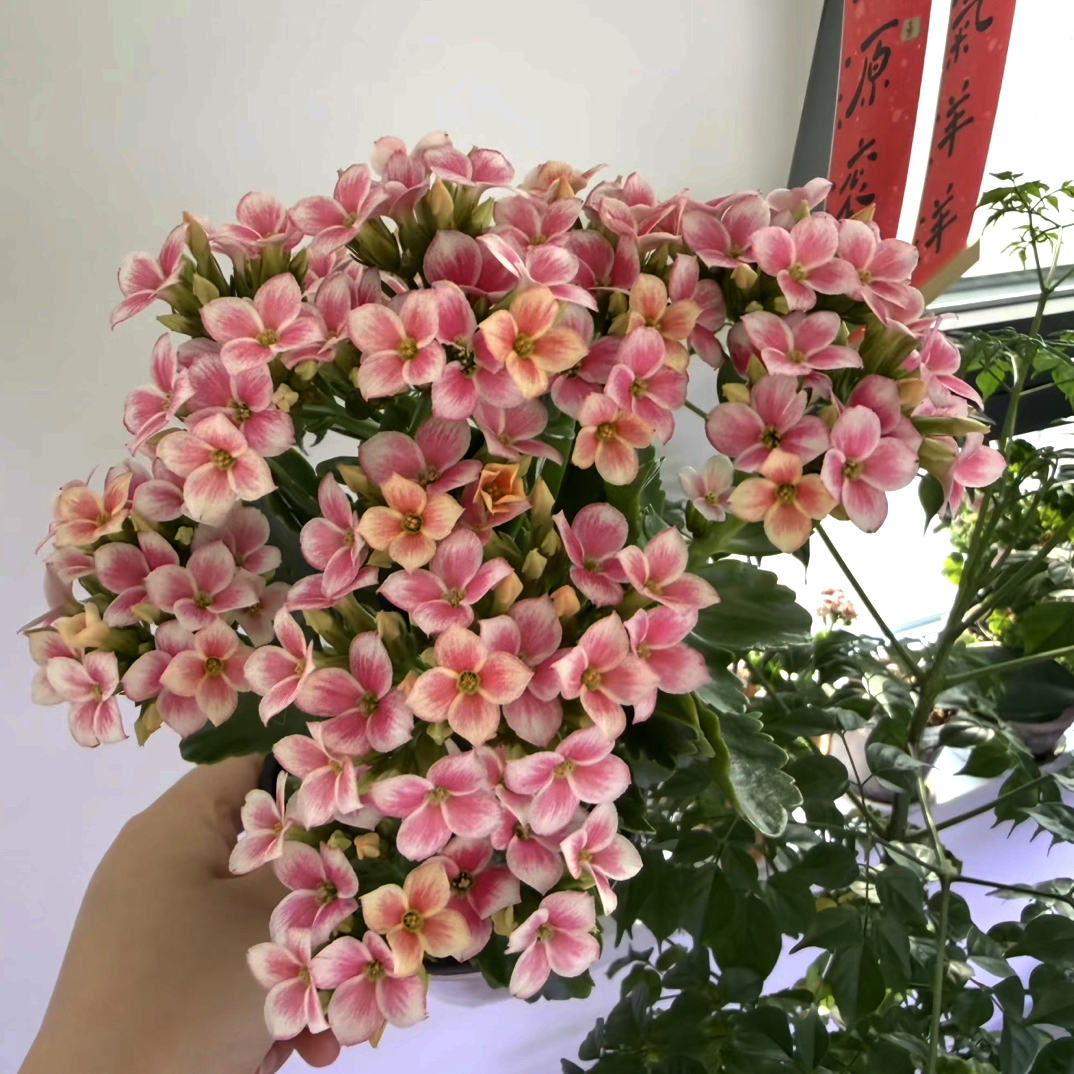 索罗:精品长寿带花苞发货（烂叶黄叶断个别花苞不售后，介意勿拍）