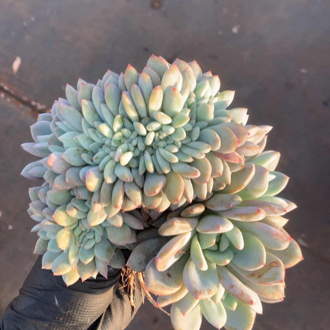 8朵带缀  有侧切   新疆西藏内蒙古不包邮