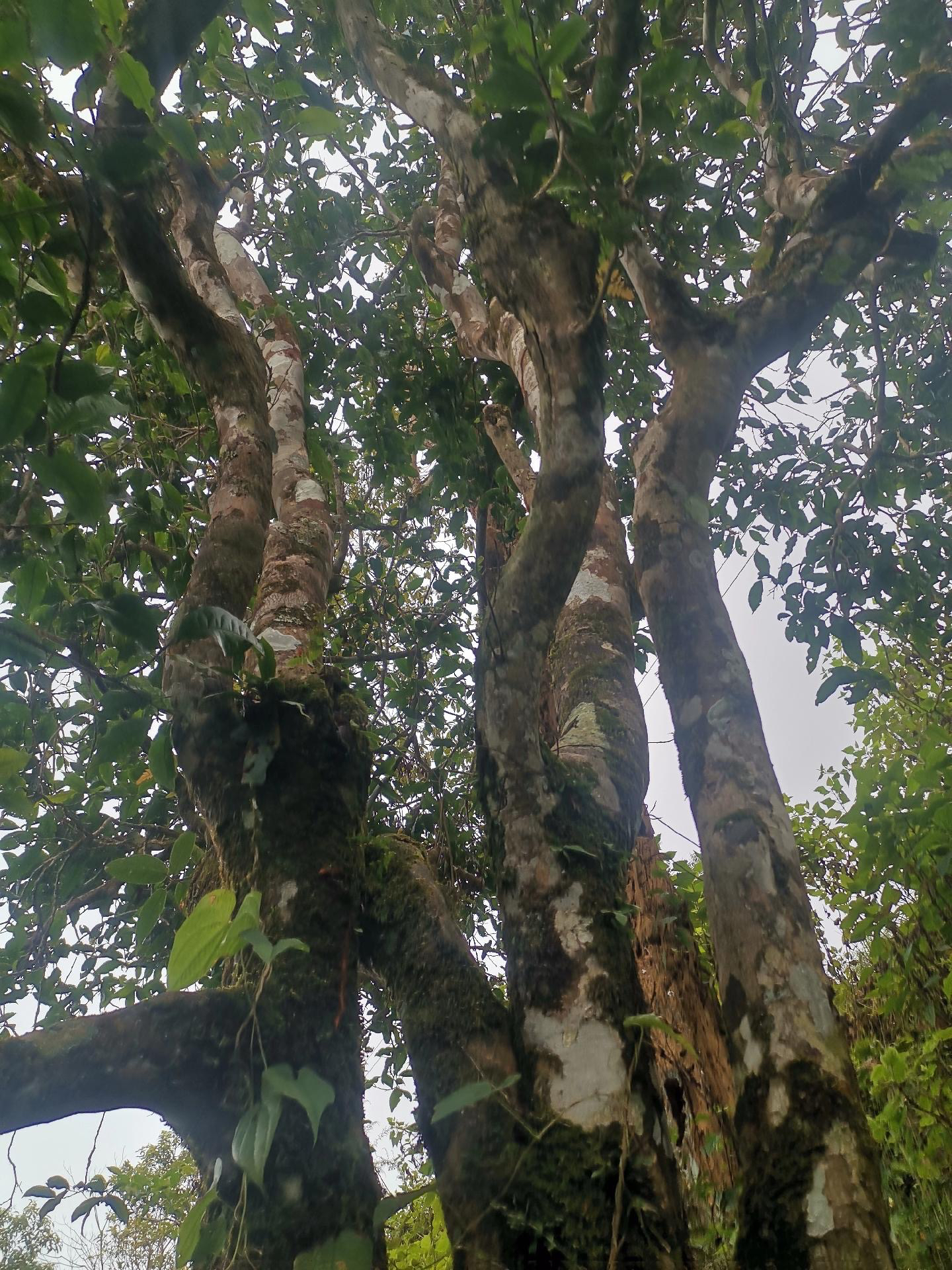 域外高货 缅北高杆古树 100克24年普洱生茶