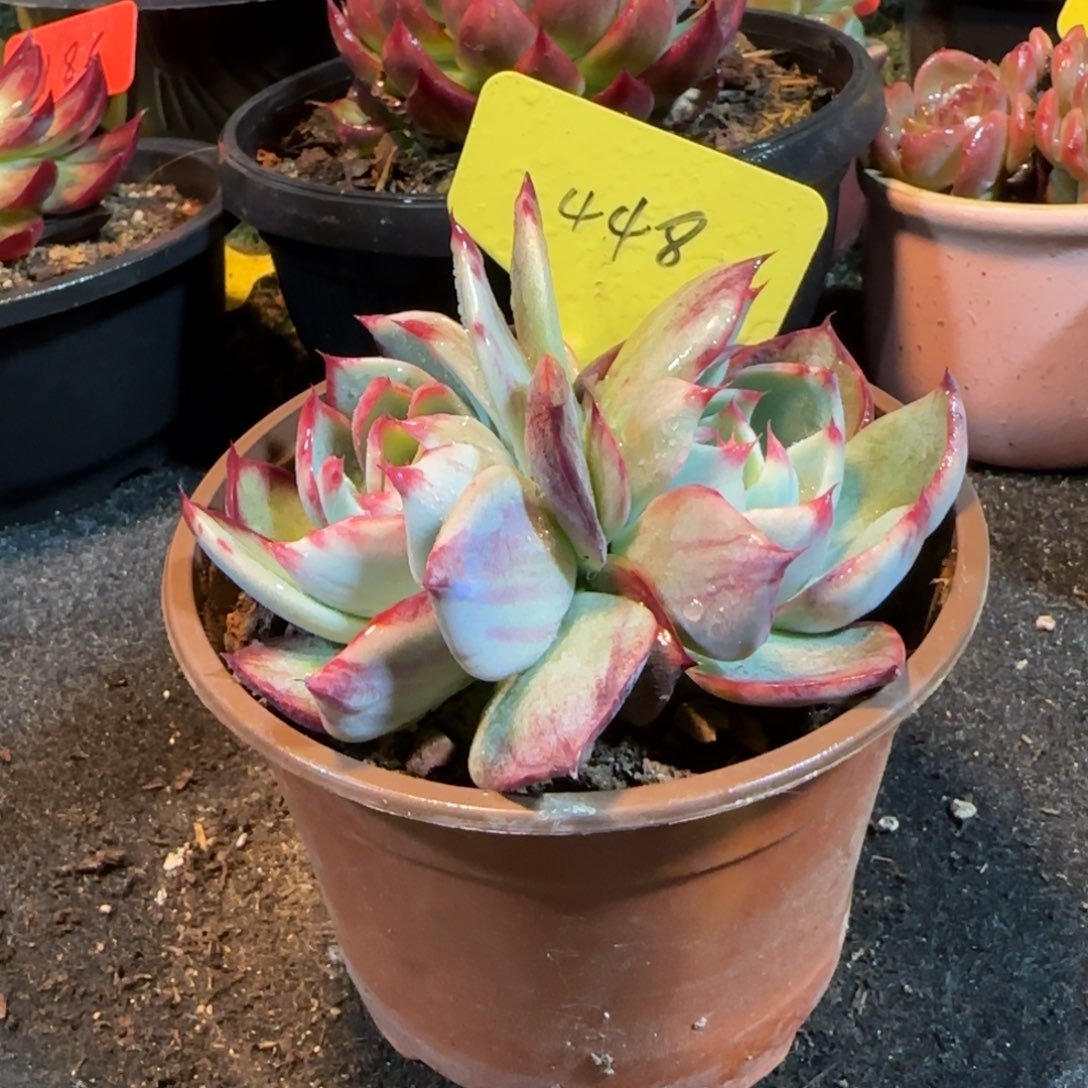 惊鸿一物一拍包装收缩花旱448