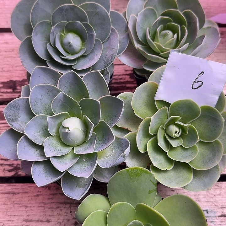 山地玫瑰一物一拍，带盆发6号