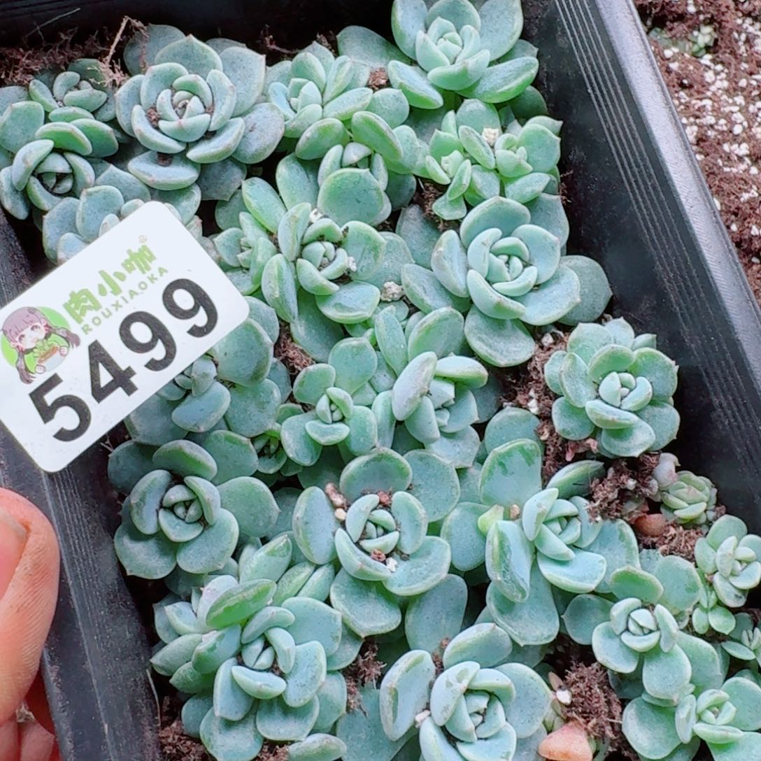 浅***浅多肉植物多肉植物