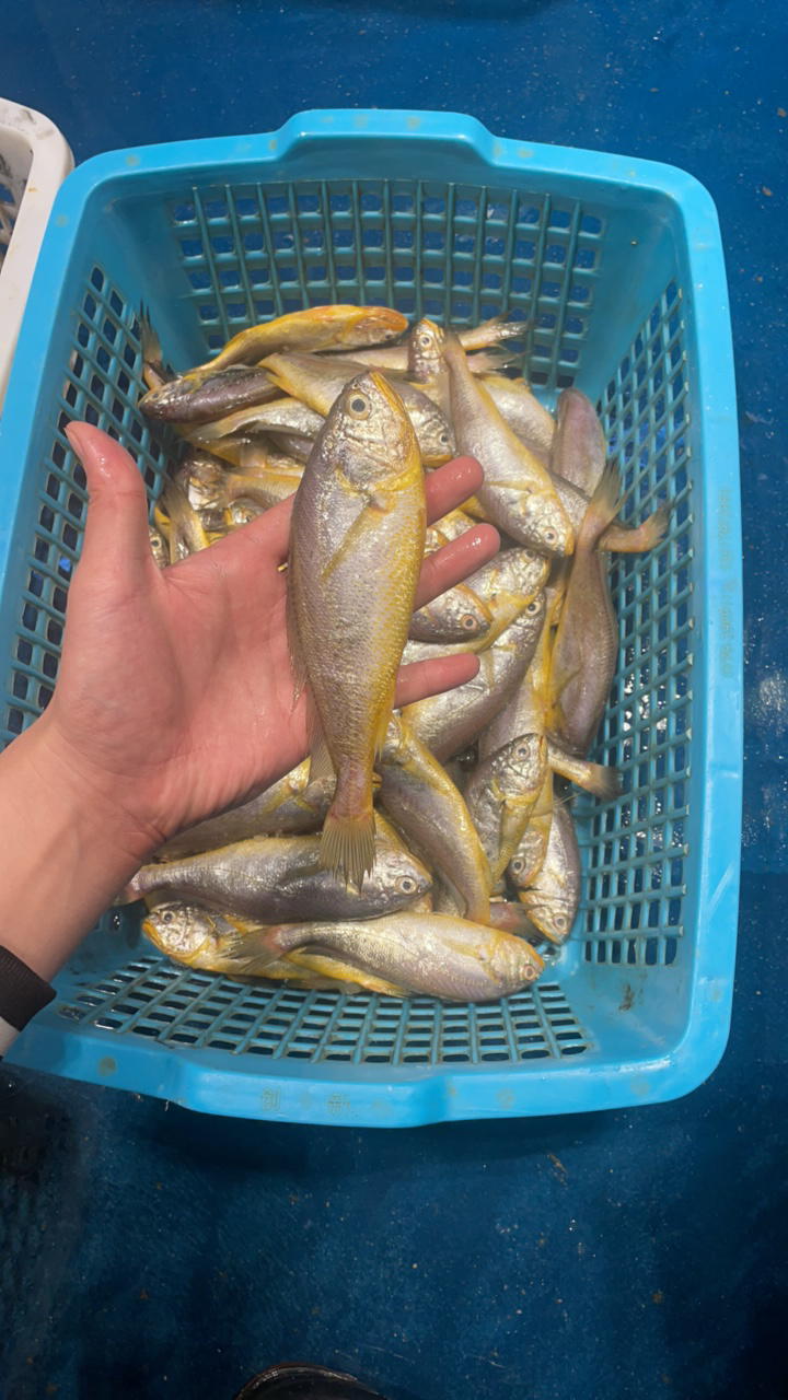 【黄花鱼4斤】野生小黄花鱼湛江鱼码头天然海捕 顺丰发货