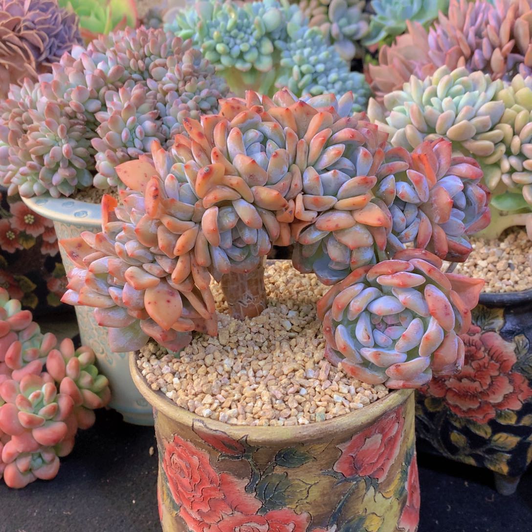 精品多肉植物花卉盆栽花卉盆栽