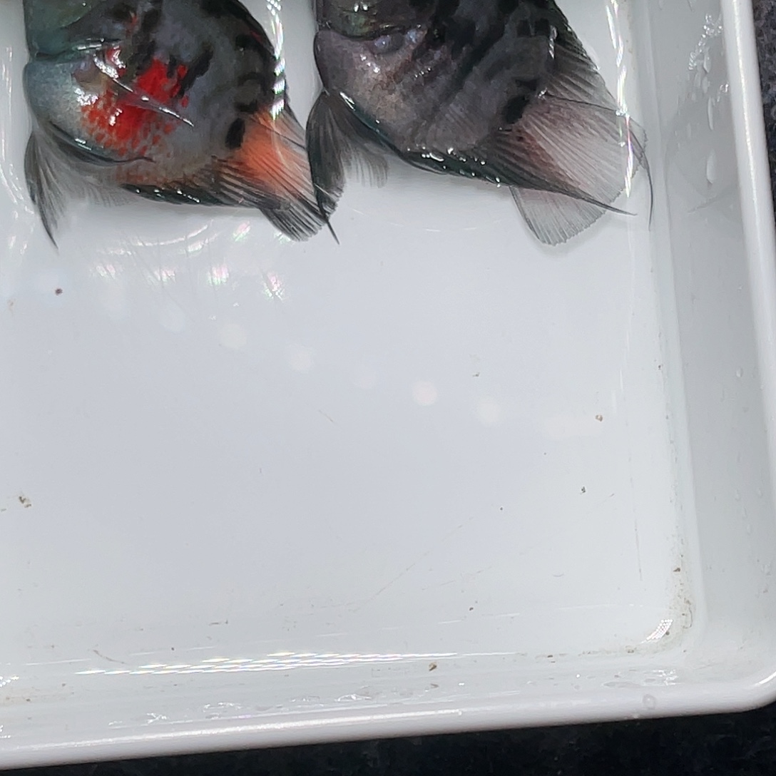 海水鱼摩卡色一对一