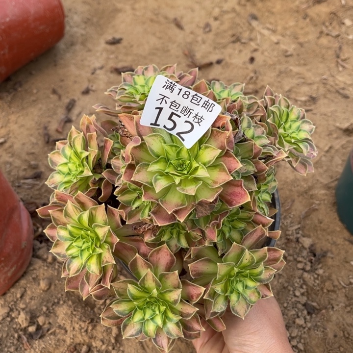 152韶华手捧2号棚