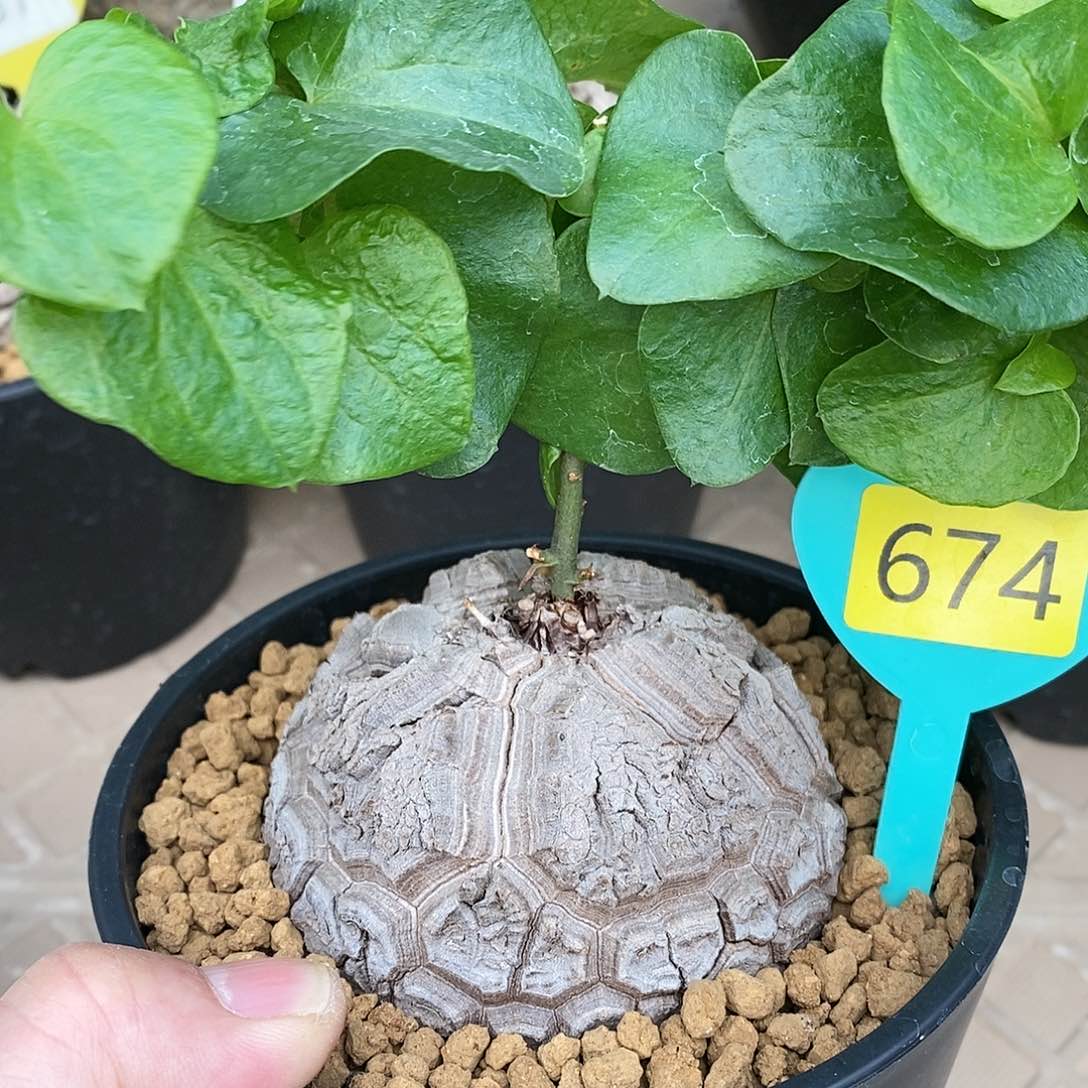 南非龟甲龙龟甲龙