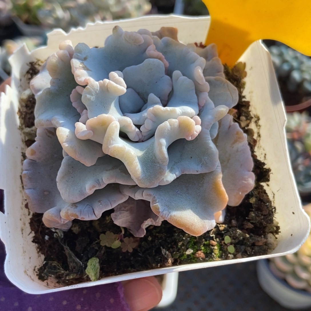 1613饺子皮多肉植物多肉