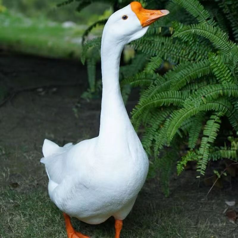 大白鹅整鹅10只肉质鲜美多汁美味