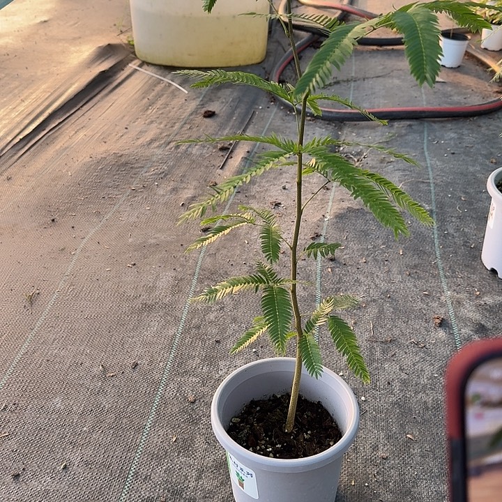 小***.完全开放苏州一物一拍