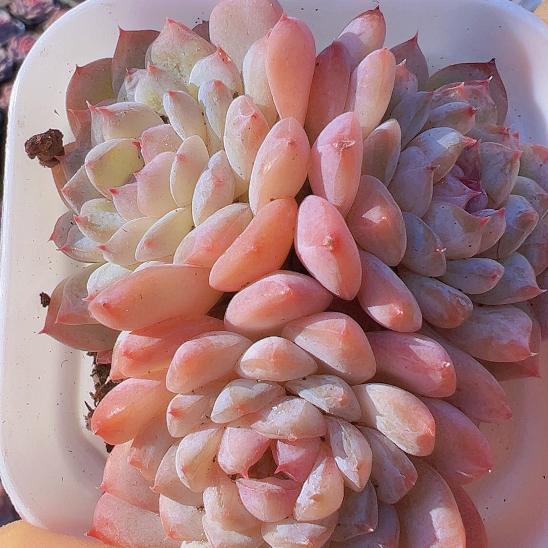 冰葡萄群19包邮多肉