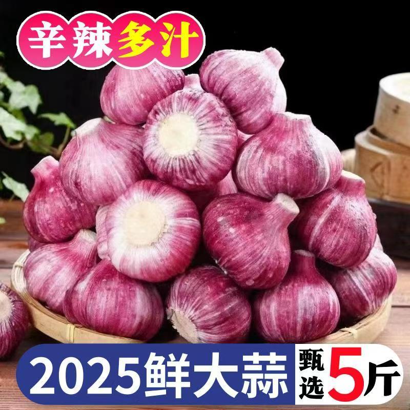 （助农特惠）2025新蒜大果紫皮大蒜可做腊八蒜糖醋蒜助农特惠价