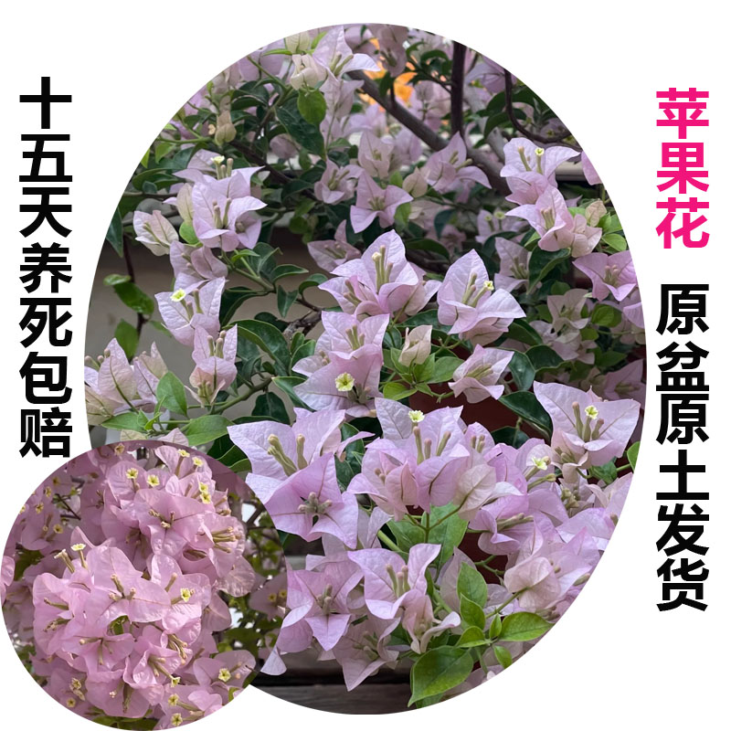 苹果花(三角梅)原生大苗老桩爬藤植物