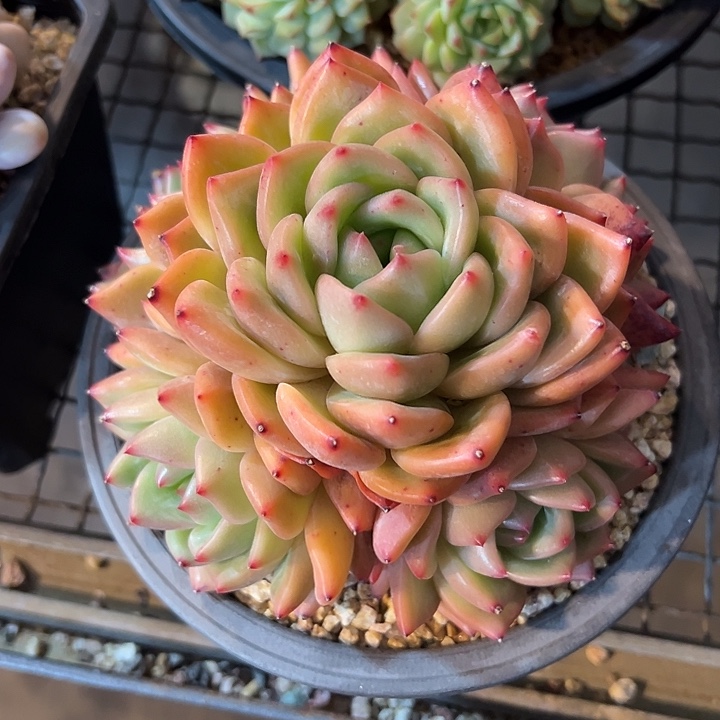 小**水香槟群生 多肉植物