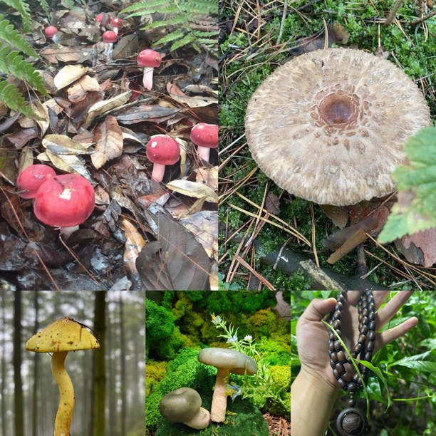 【土特产菇548】净含量45g