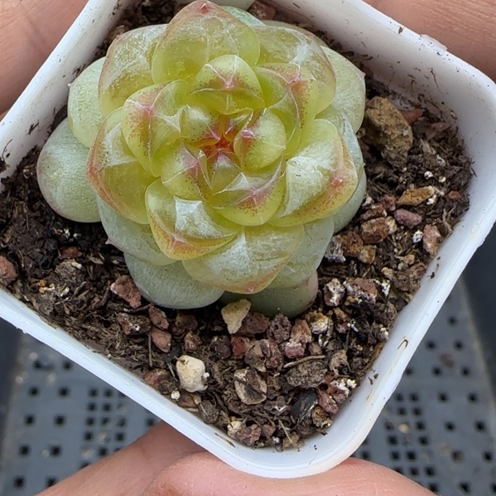 834号相柳甜心晗雨多肉