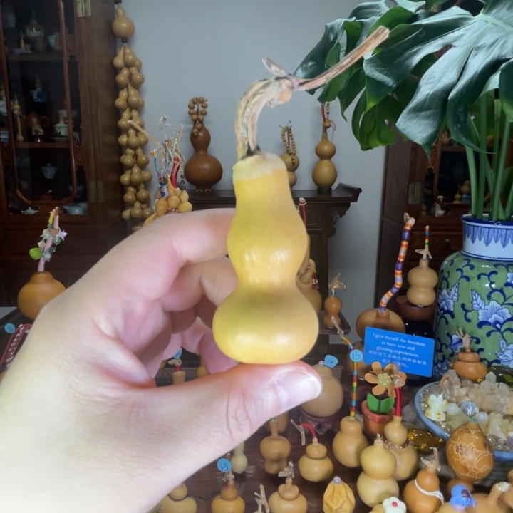 小粗嘴厚皮葫芦响籽