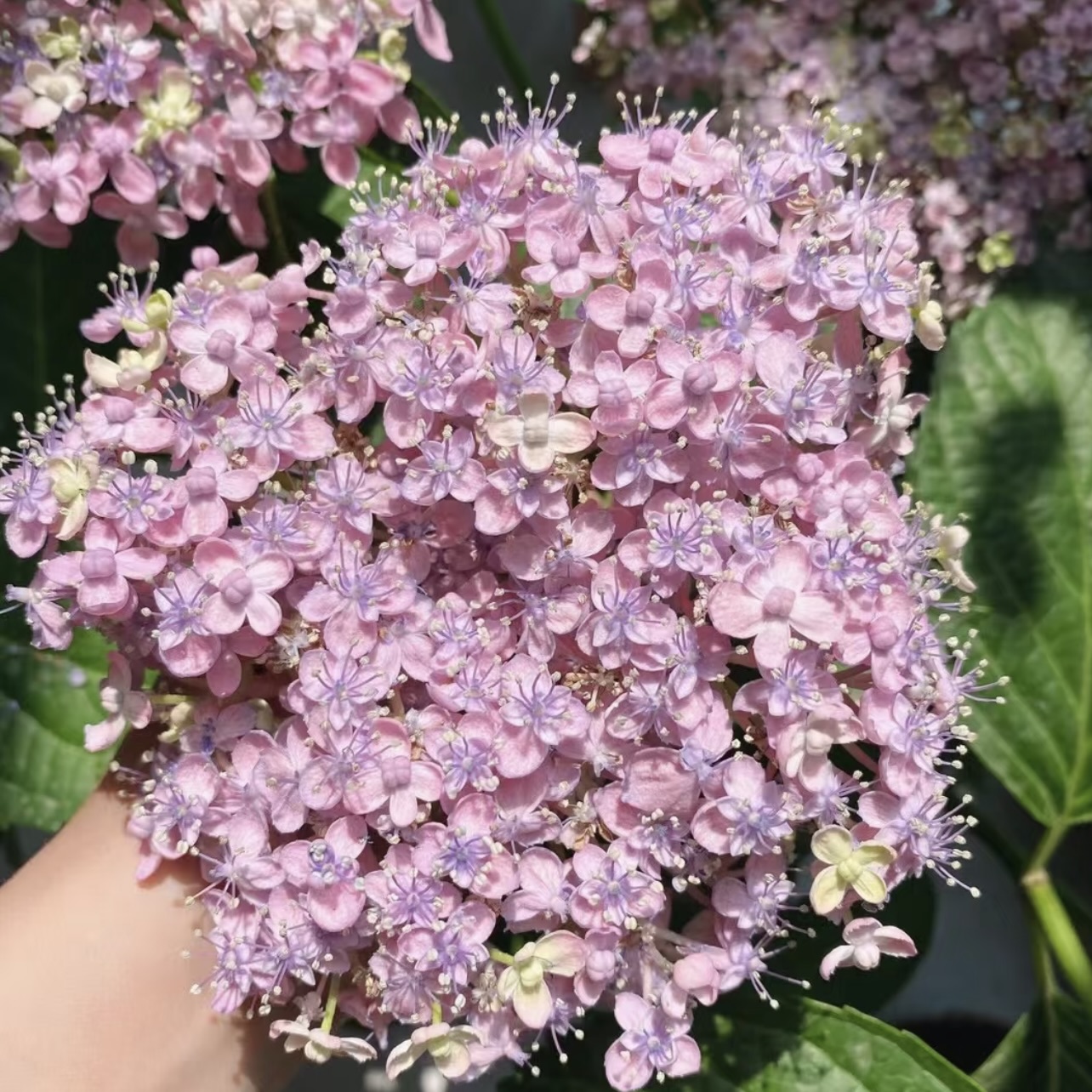 有松 绣球花盆栽庭院阳台新手易养护喜水植物