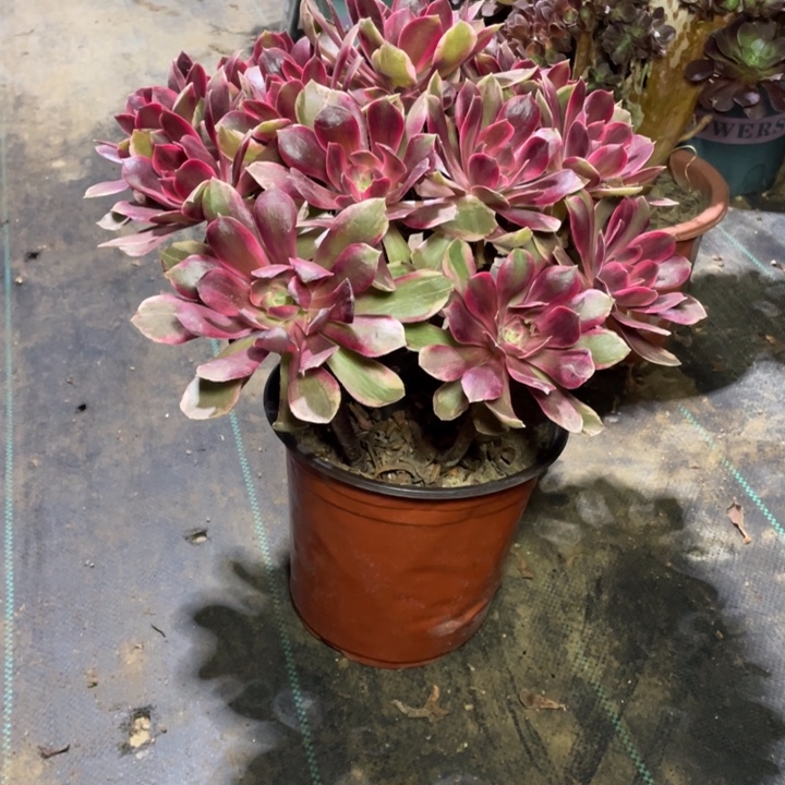 21浣纱多肉植物多肉多肉