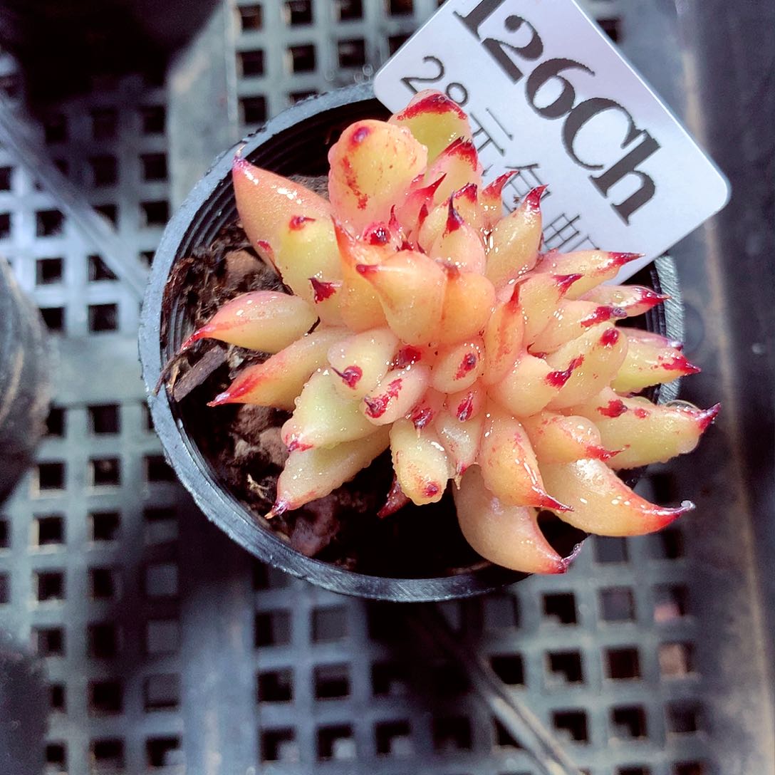 5厘米盆精控多肉126