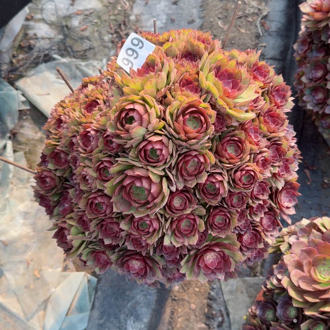 华*999多肉植物桃花石