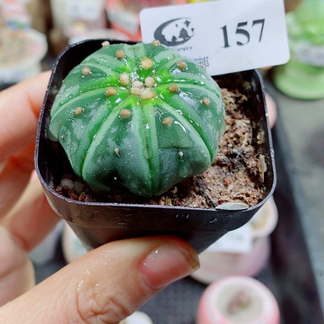 淡**静米奇印象其实生生世世生生世世157