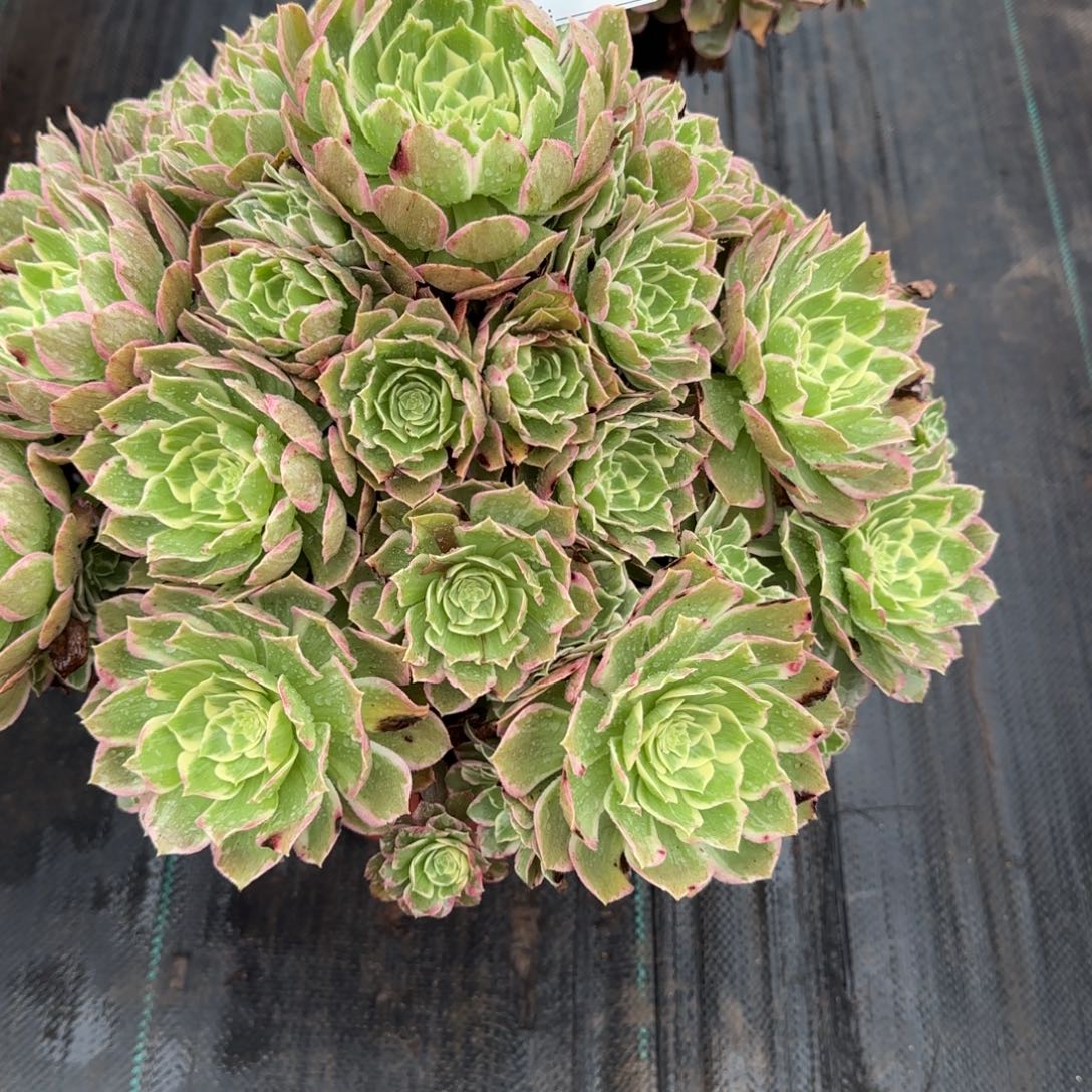 美***～6116多肉水蜜桃多肉