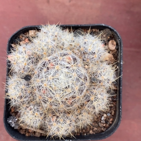 白刺松霞4仙人球