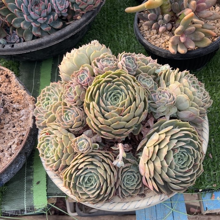 昂斯洛手捧官服30左右