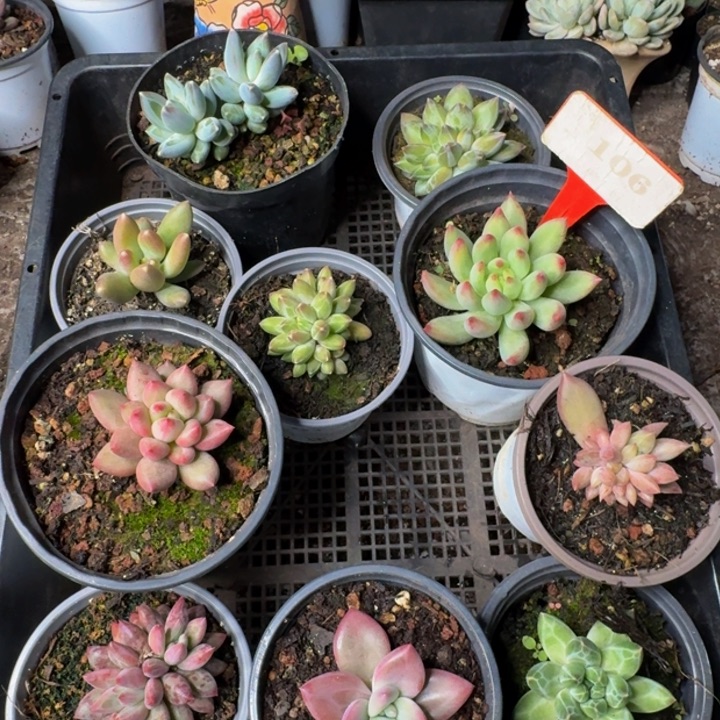 106多肉植物一物一拍