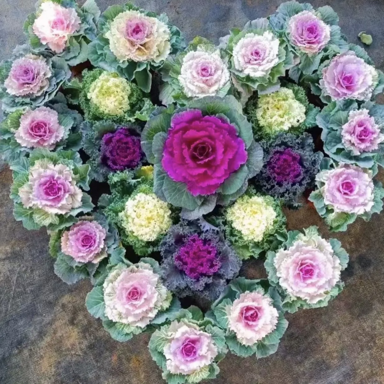 (拍一发四颗) 羽衣甘蓝盆栽耐寒耐晒易养活多年生阳台庭院种植