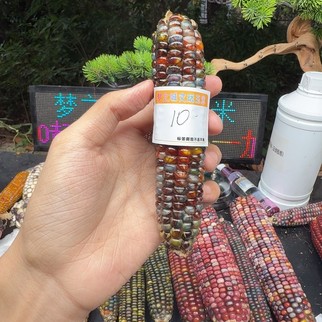 S***_大叶紫檀（黑酸枝木类）