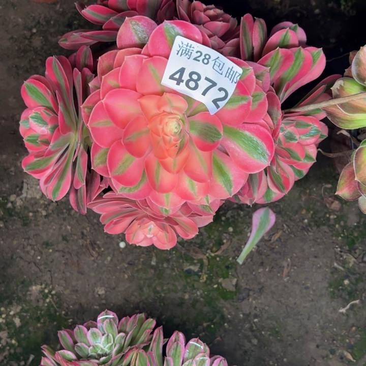 4872女巫多肉植物