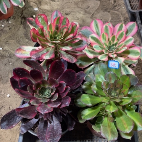 595多肉植物组合