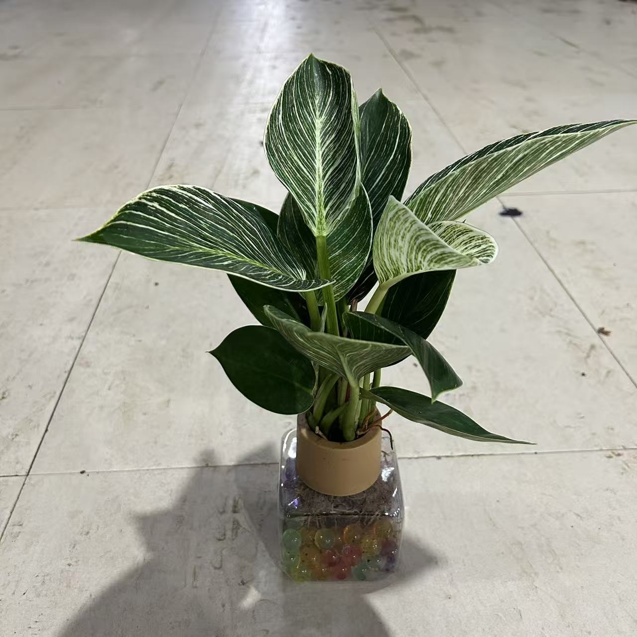 彩珠水培铂金钻绿植盆栽