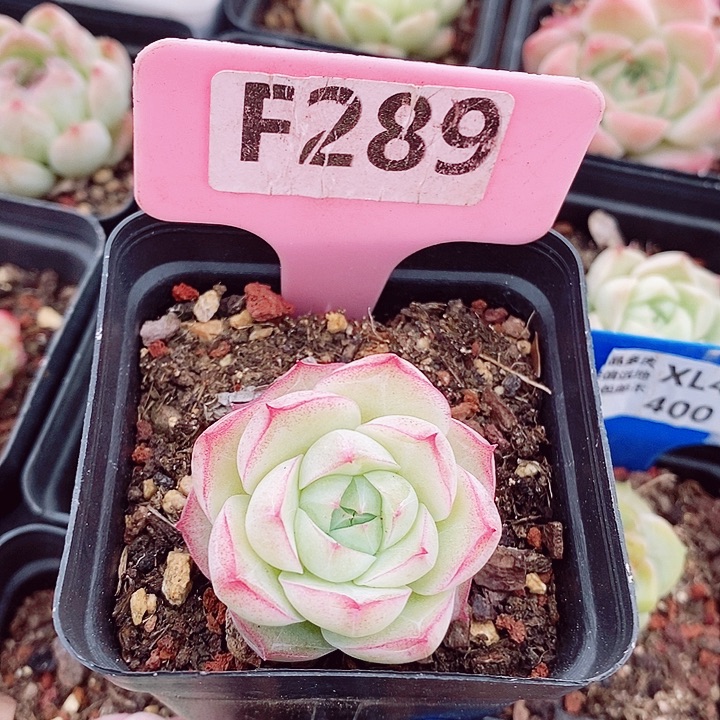 福利4cm多肉植物