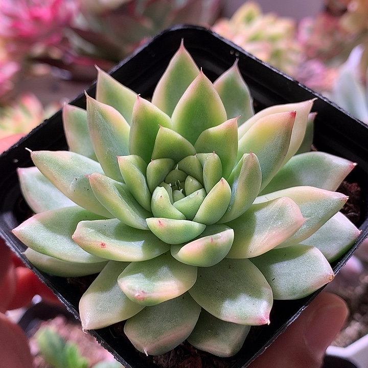 麦秆锦腹轮锦锦锦