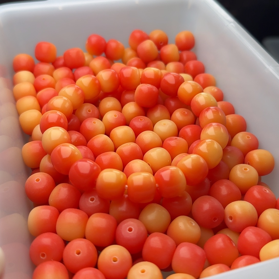 吊坠菩提根/象牙果50 颗晚霞 13 桶