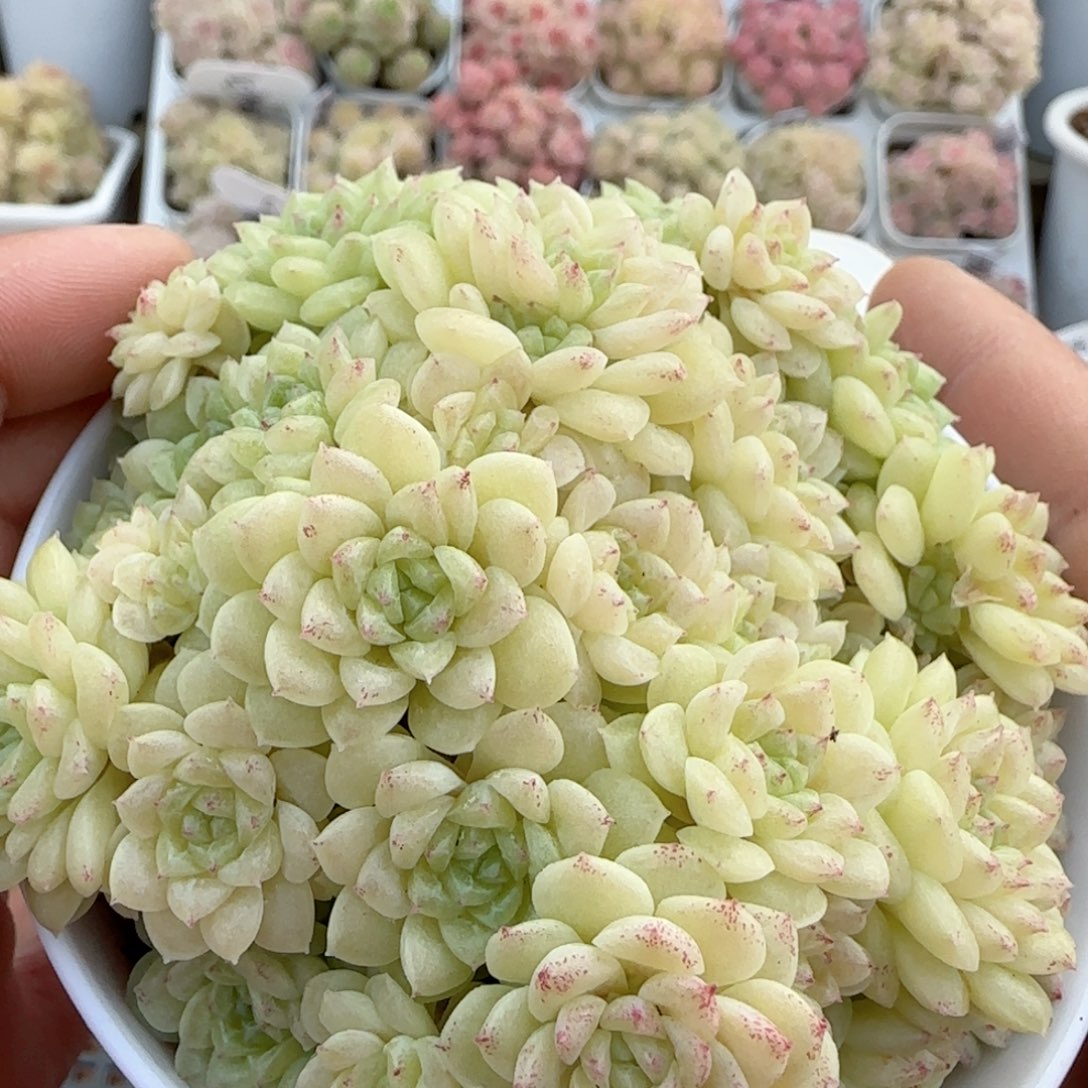 【闪购商品】0202-9（fm-98）