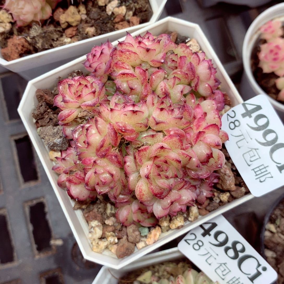 5厘米盆精控多肉499